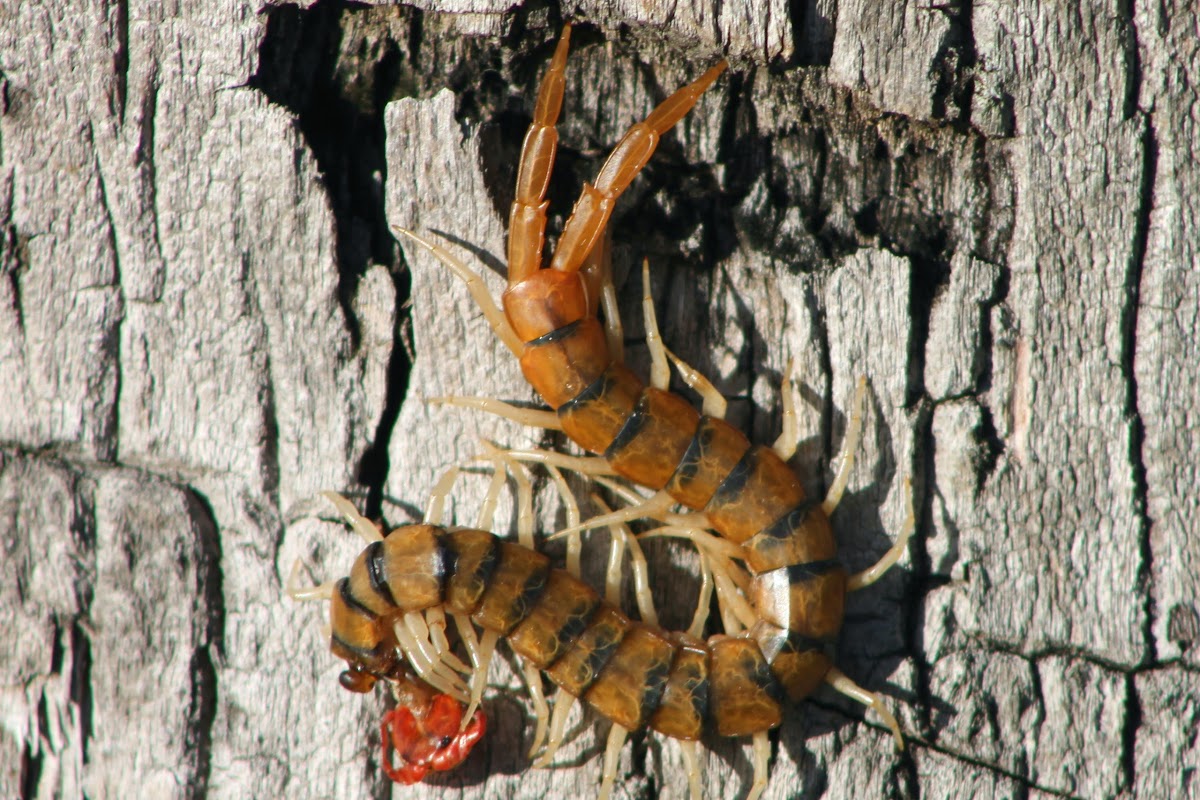 Tiger Centipede