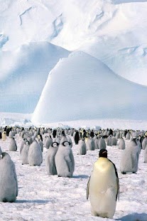 Penguin and Dolphin Wallpaper Screenshots 12