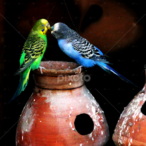 Love by Deep Chanda - Animals Birds