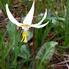 Whit Fawn Lily