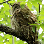 Barred owl