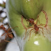 Green tree ant