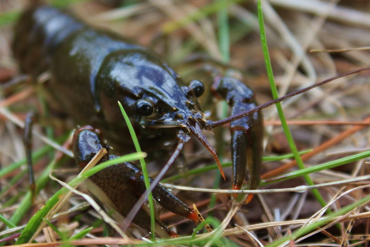 Common Crayfish