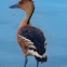 Fulvous Whistling-Duck