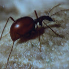 Blind cave beetle (drobnovratnik)