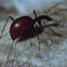 Blind cave beetle (drobnovratnik)
