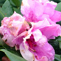 Rhododendron.