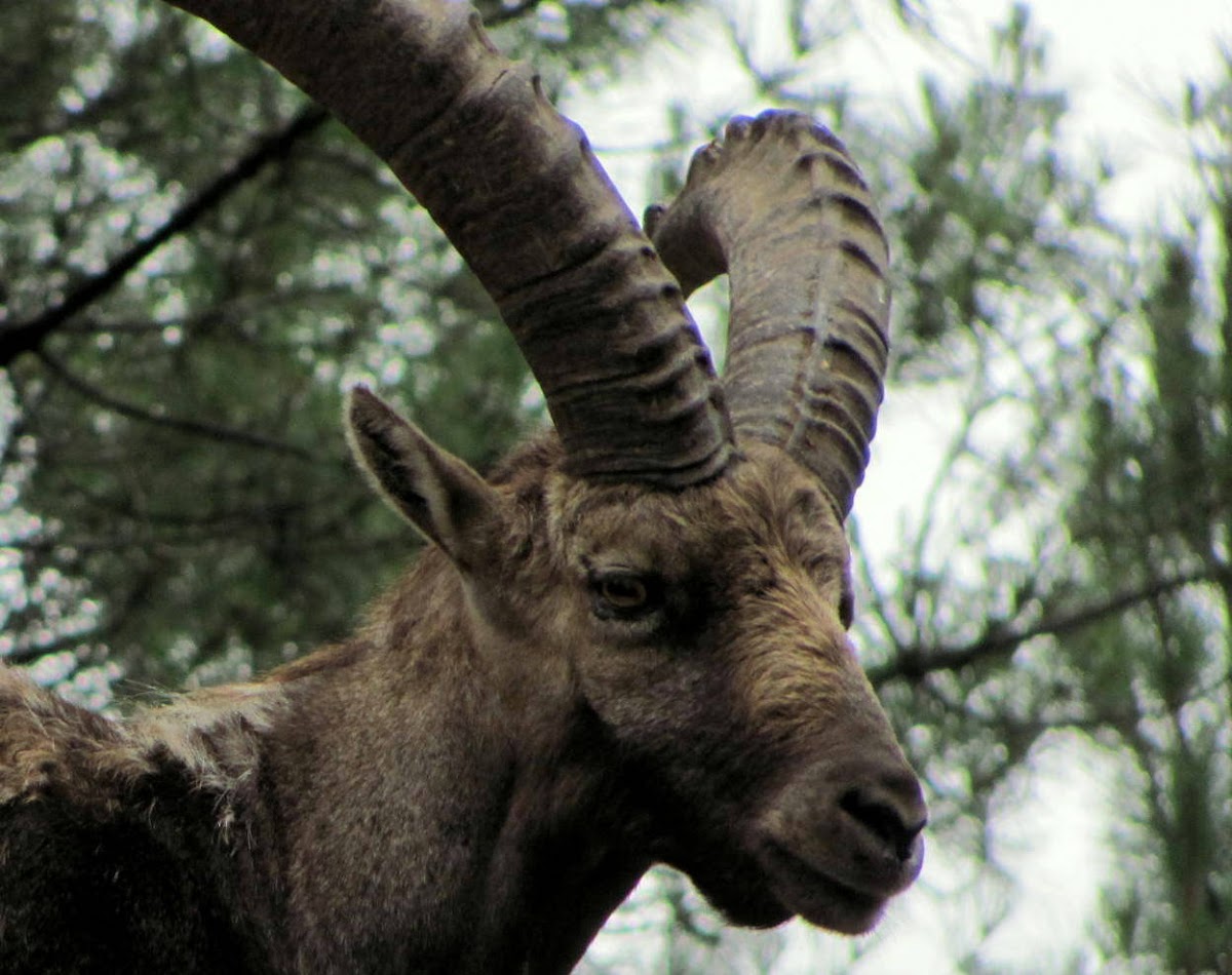 Iberien Ibex,Cabra Montesa