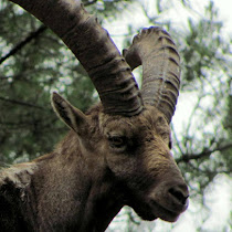 Parque Nacional da Peneda-Gerês's Biodiversity