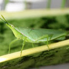 Gaudy Grasshopper