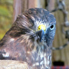 broad winged hawk