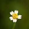 tridax daisy