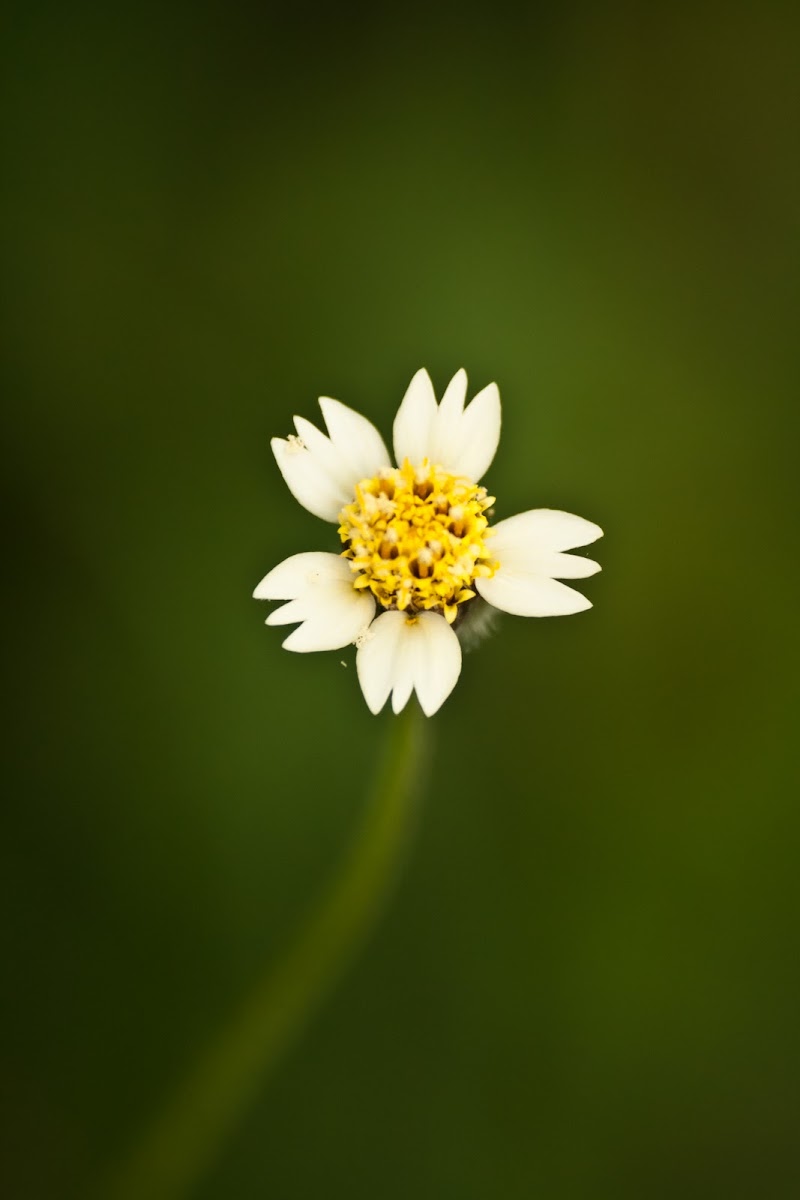 tridax daisy