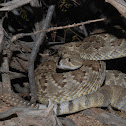 Mojave Rattlesnake