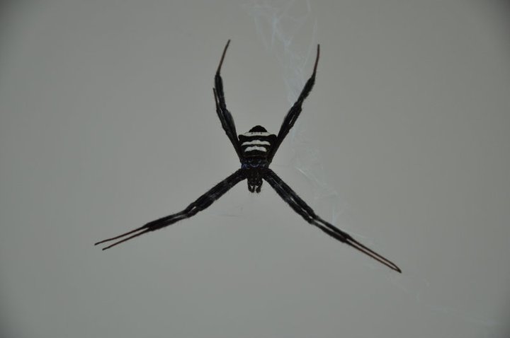 St Andrew's Cross Spider