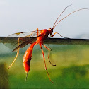 Female Orange Wasp