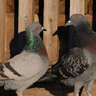Rock Dove (Feral Pigeon)