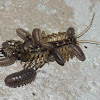 Pillbugs vs. house centipede