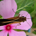 Skipper