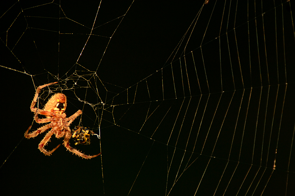 Six-legged Spider