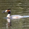 Great Crested Grebe