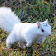 White Squirrel