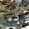 Shelf fungi