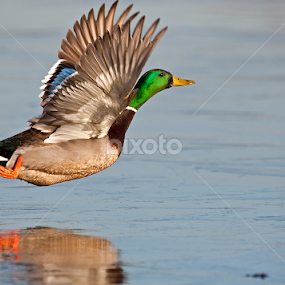 by Sanjib Bhattacharyya - Animals Birds