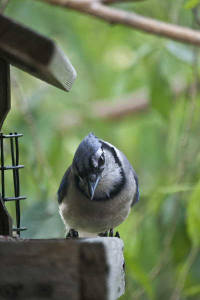 Northern Blue Jay | Project Noah