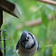 Northern Blue Jay