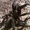 Brown tarantula