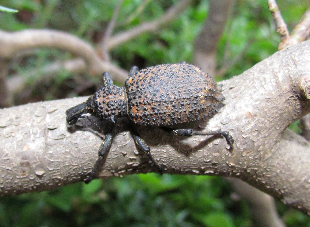 Prong-tailed Weevil