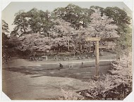 Bloesem in het Ueno-park in Tokyo