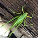 Katydid