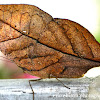 Dead Leaf butterfly (dry-season form)