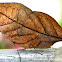 Dead Leaf butterfly (dry-season form)