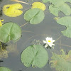 European White Waterlily
