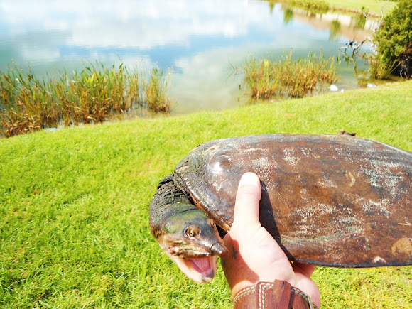 Florida Softshell Turtle | Project Noah