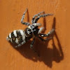 Zebra spider