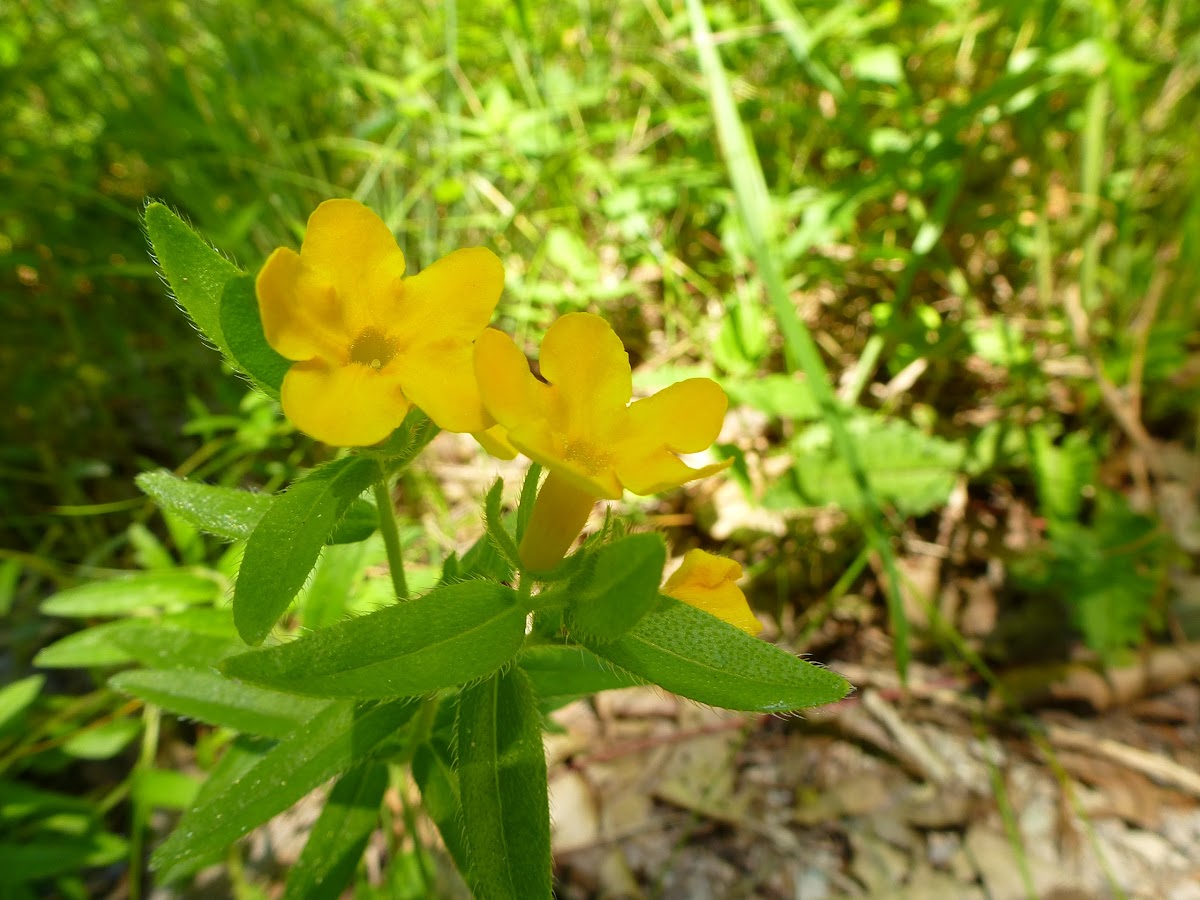 Hoary/Yellow Puccoon