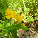 Hoary/Yellow Puccoon