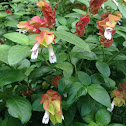 Shrimp plant