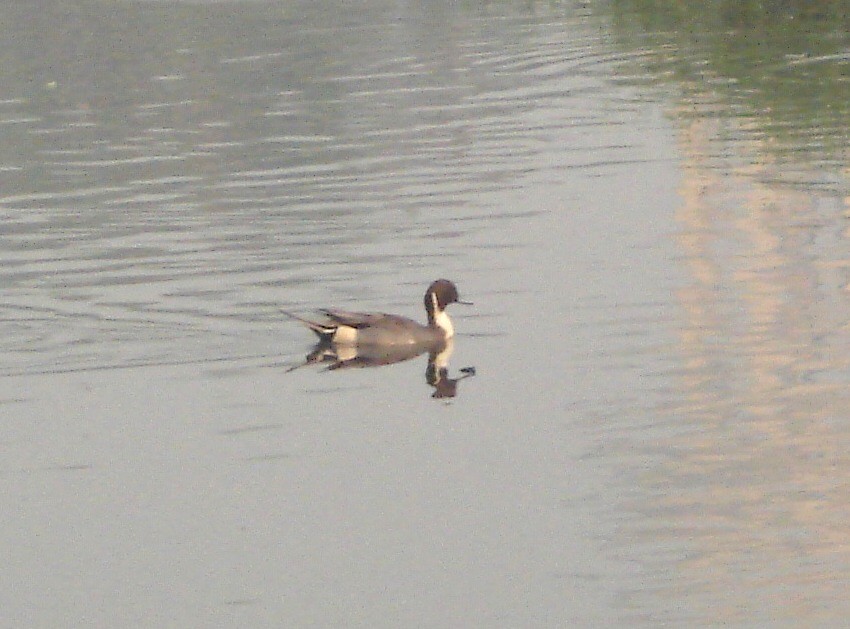 Northern pintail (male)
