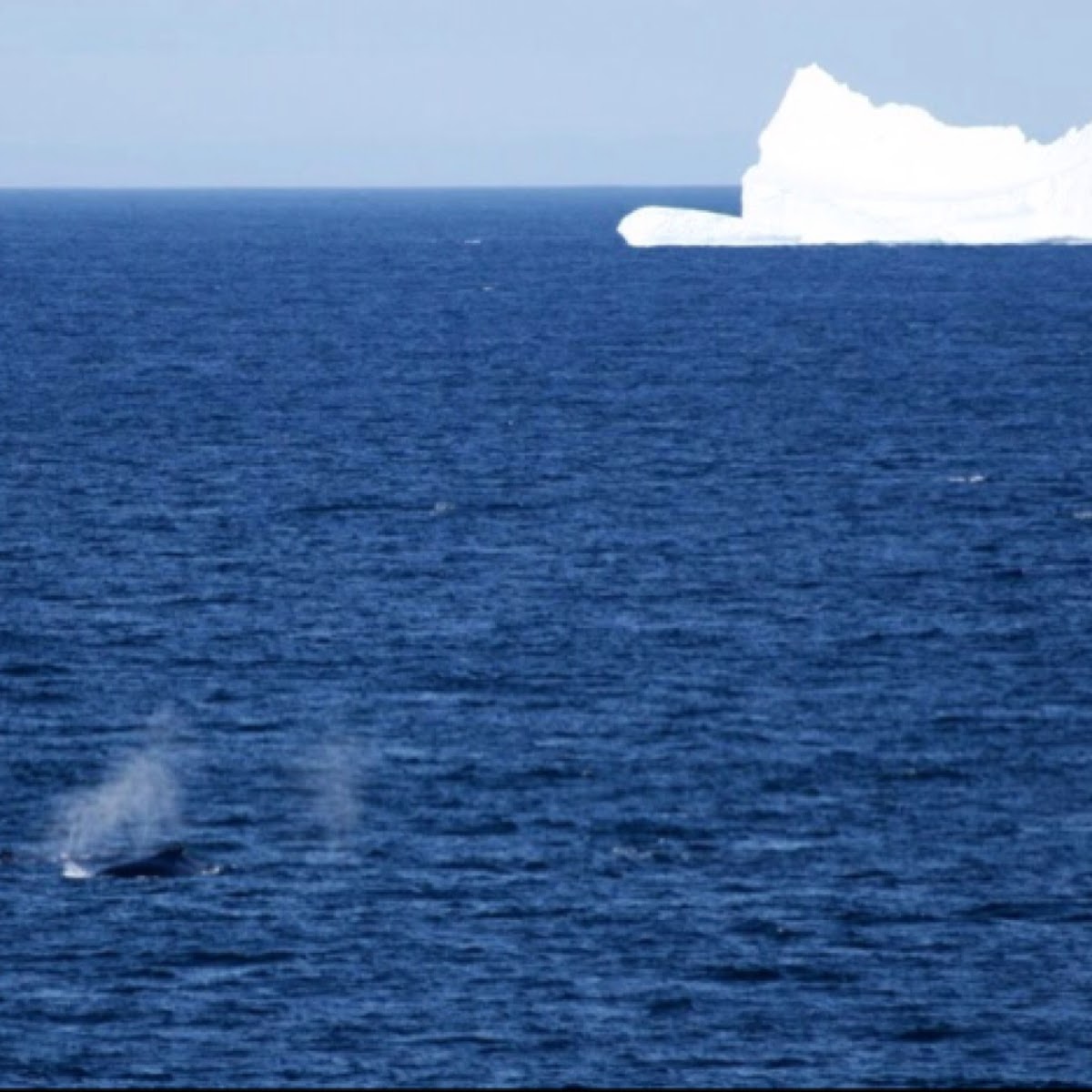 Humpback Whales in Antarctica