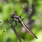 Spangled Skimmer dragonfly (immature male)