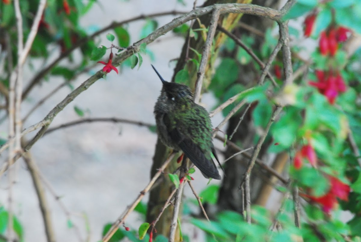 Humming bird maybe Green Thorntail?