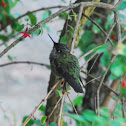 Humming bird maybe Green Thorntail?