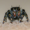 Bold jumping spider (juvenile male)