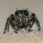 Bold jumping spider (juvenile male)
