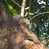 Indian palm squirrel